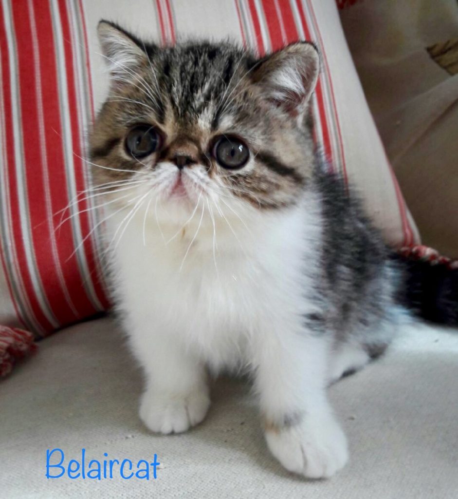 chaton,persan,Bordeaux,Belaircat,