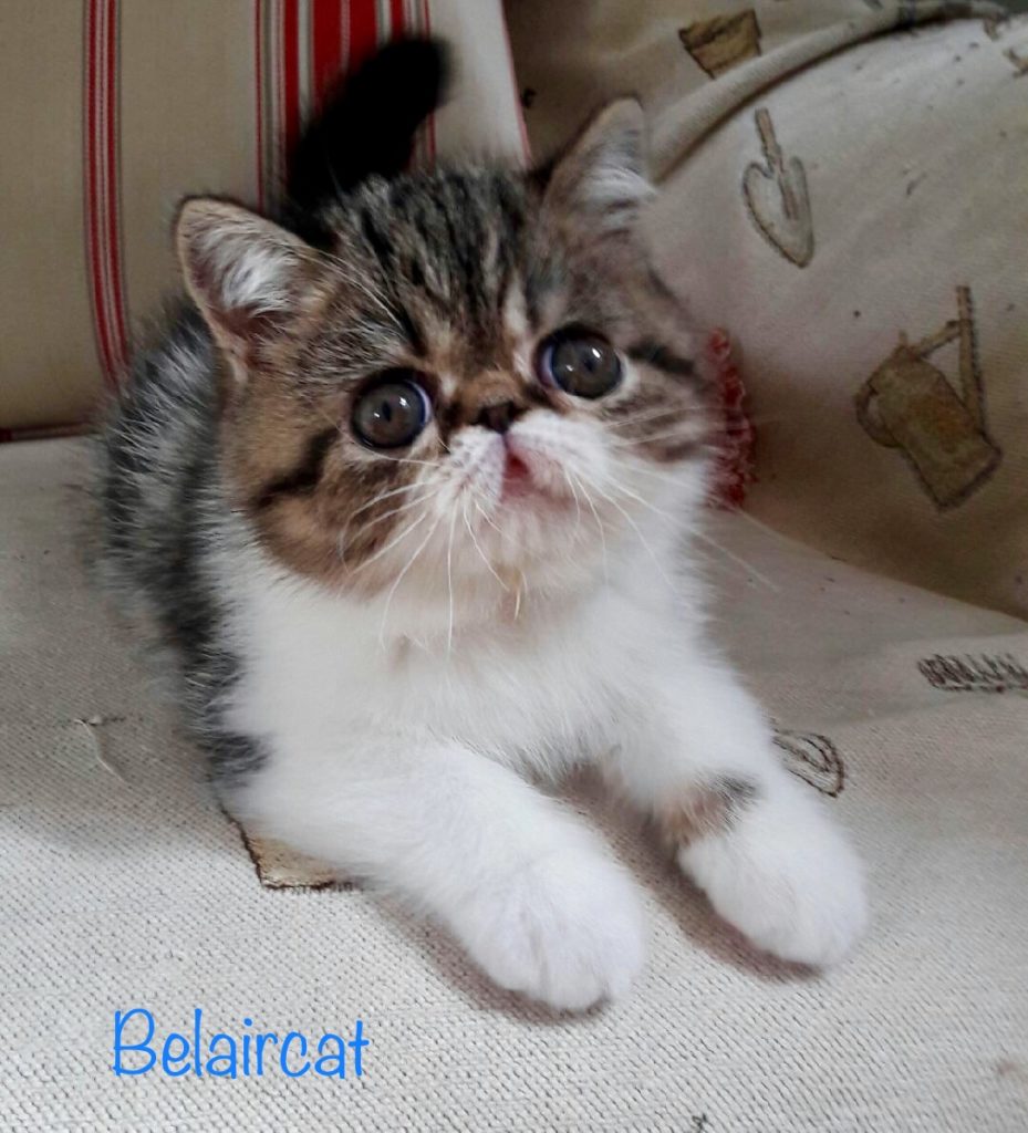 chaton,persan,Bordeaux,Belaircat,