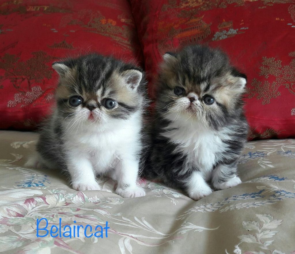 chaton,persan,Bordeaux,Belaircat,