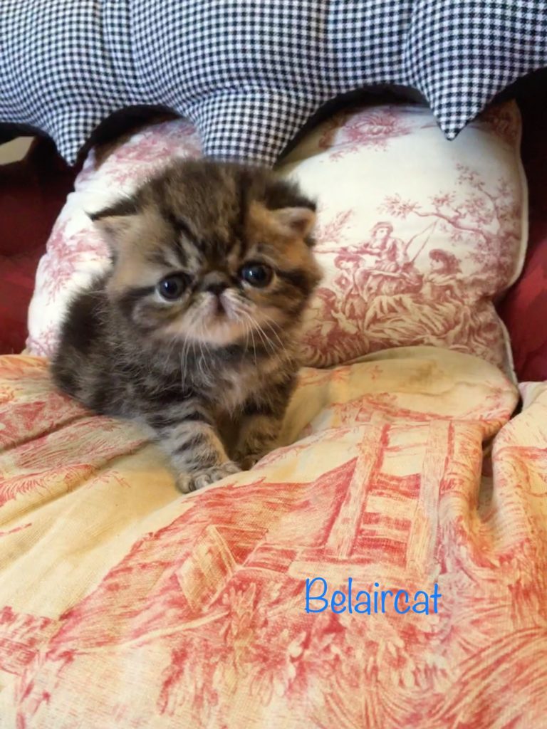 chaton,persan,Bordeaux,Belaircat,