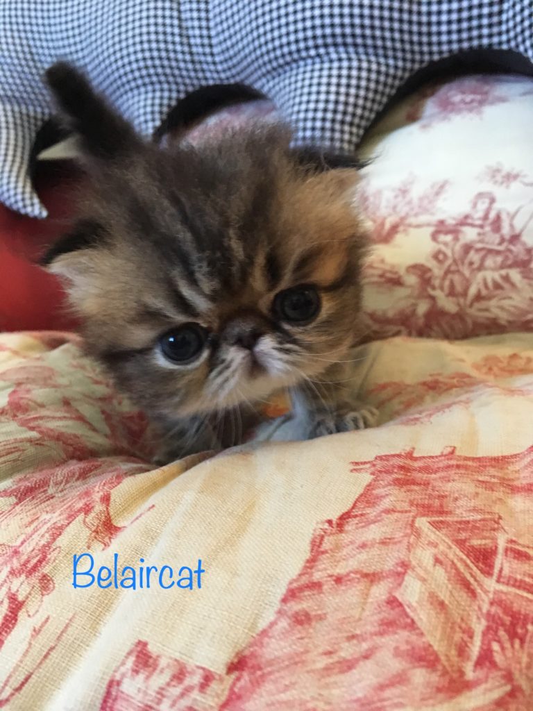 chaton,persan,Bordeaux,Belaircat,