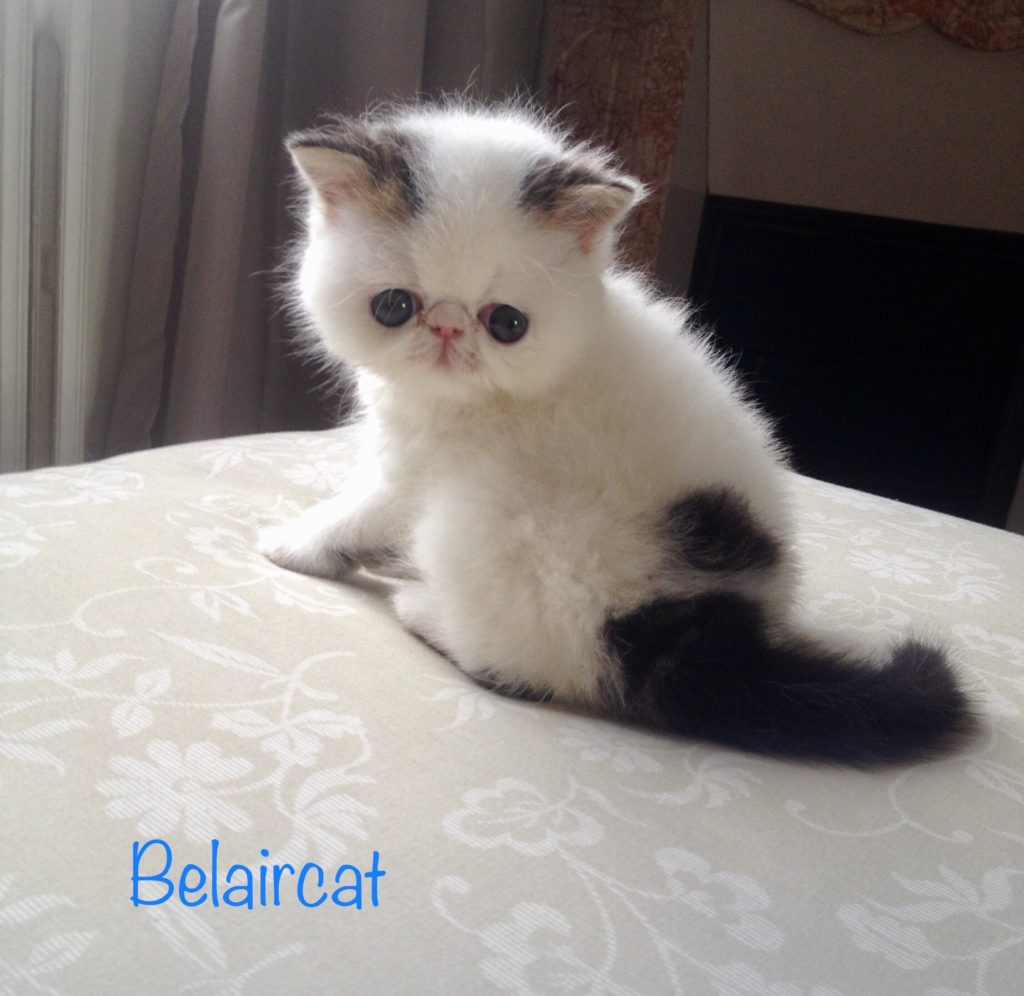 chaton,persan,Bordeaux,Belaircat