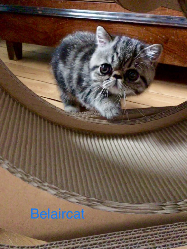 chaton,persan,Bordeaux,Belaircat,