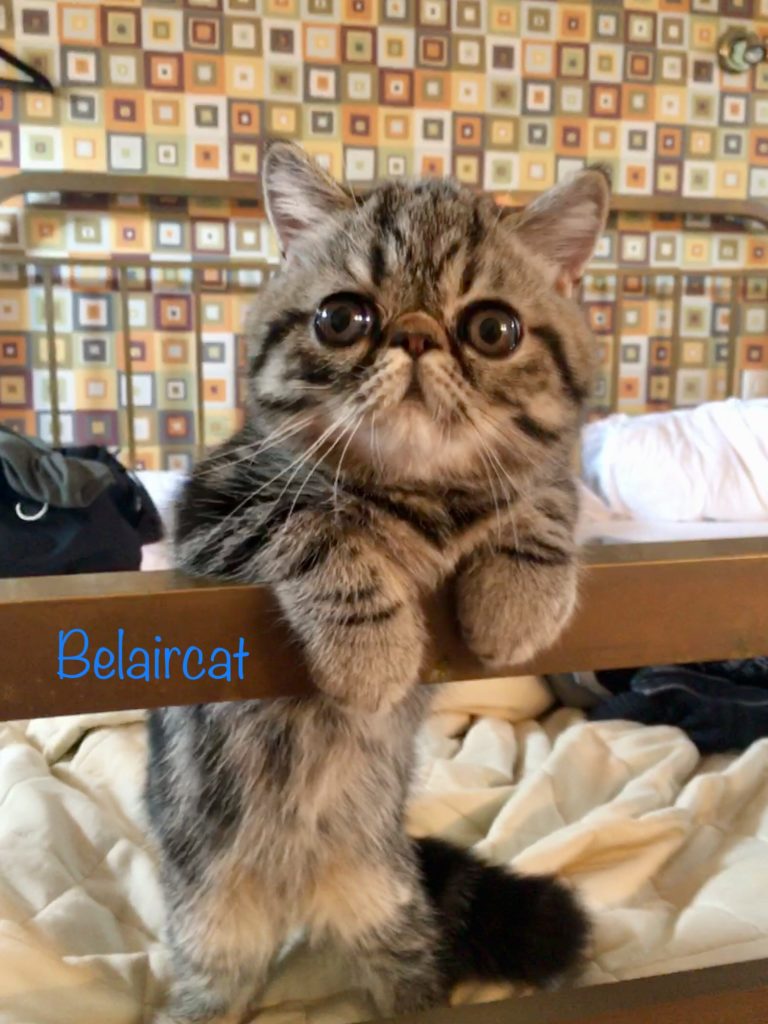 chaton,persan,Bordeaux,Belaircat,