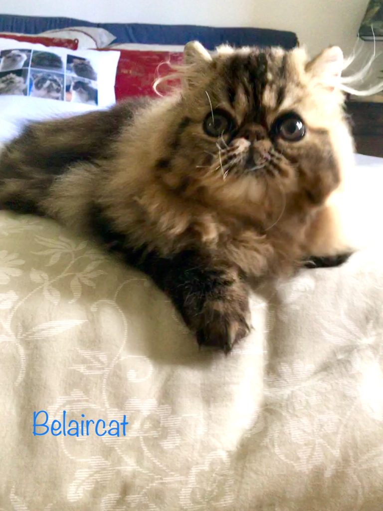 chaton,persan,Bordeaux,Belaircat,